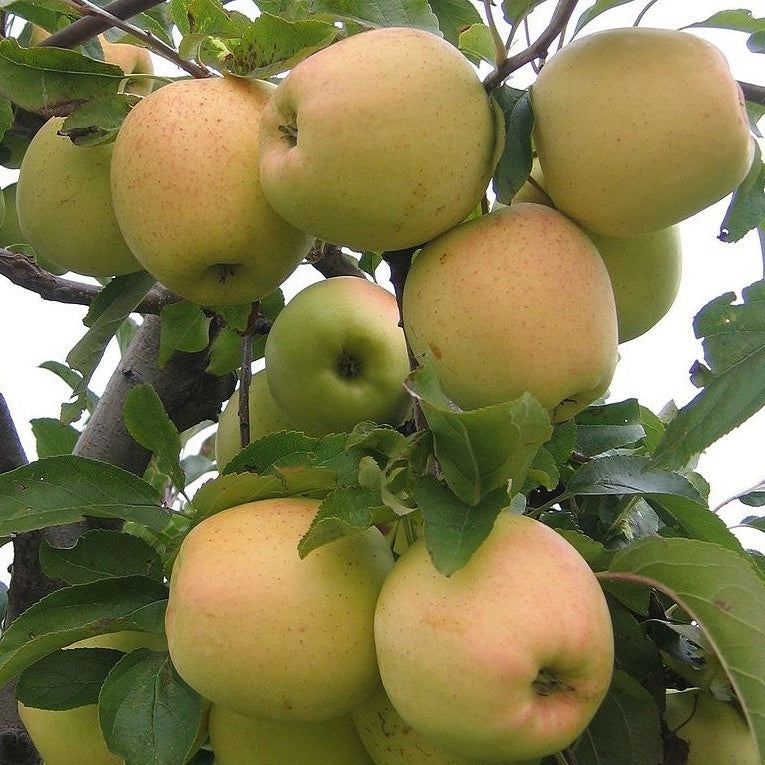 Spalier-Apfelbaum 'Golden Delicious' niedrig