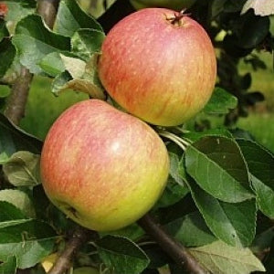 Apfelbaum 'James Grieve' Halbstamm