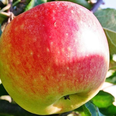 Apfelbaum 'James Grieve' Halbstamm