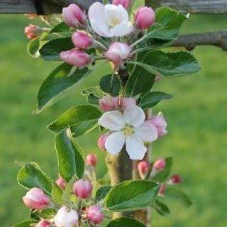 Apfelbaum 'James Grieve' Halbstamm
