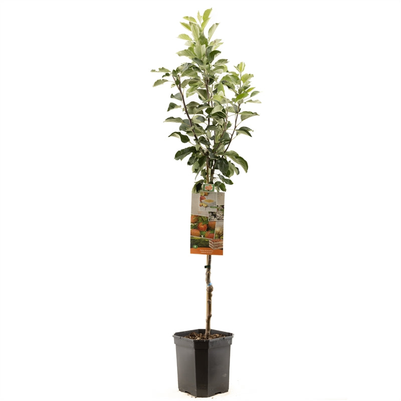 Apfelbaum 'James Grieve' Halbstamm