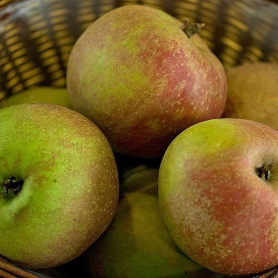 Apfelbaum 'Schöner aus Boskoop' Halbstamm