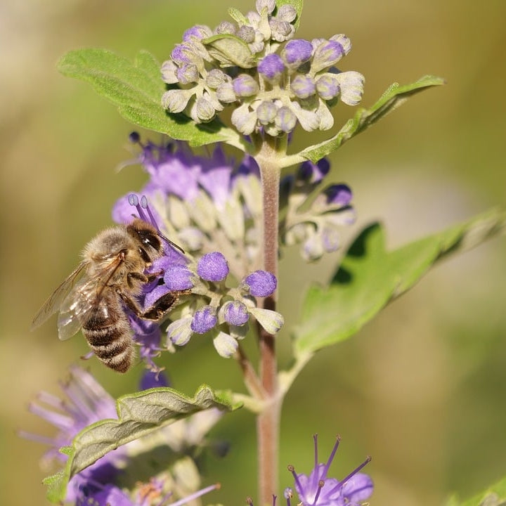 Bartblume 'Heavenly Blue'