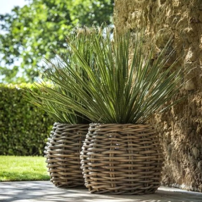 Blaublättrige Palmlilie