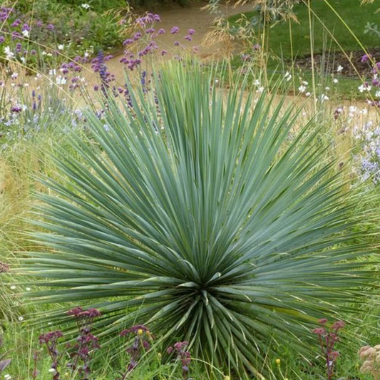 Blaublättrige Palmlilie