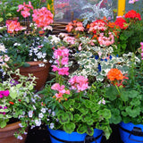 Blühende Gartenpflanzen
