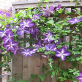 Blühende Kletterpflanzen