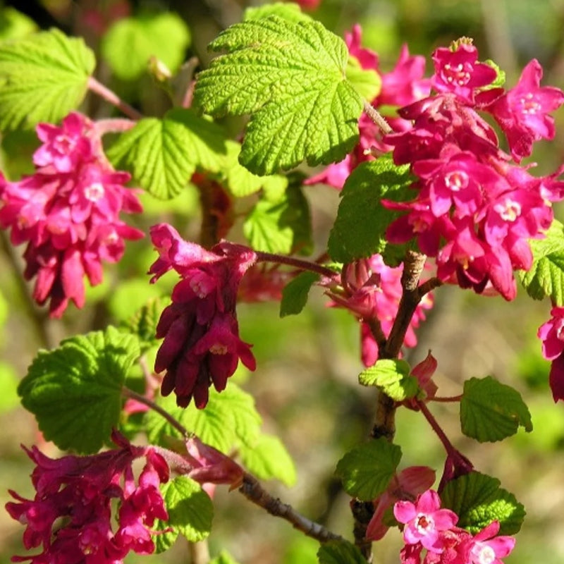 Blutjohannisbeere kaufen | Ribes sanguineum