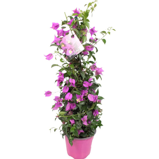 Bougainvillea Pyramide