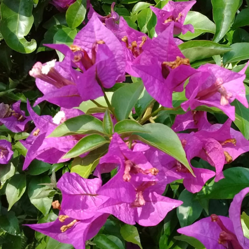 Bougainvillea Pyramide