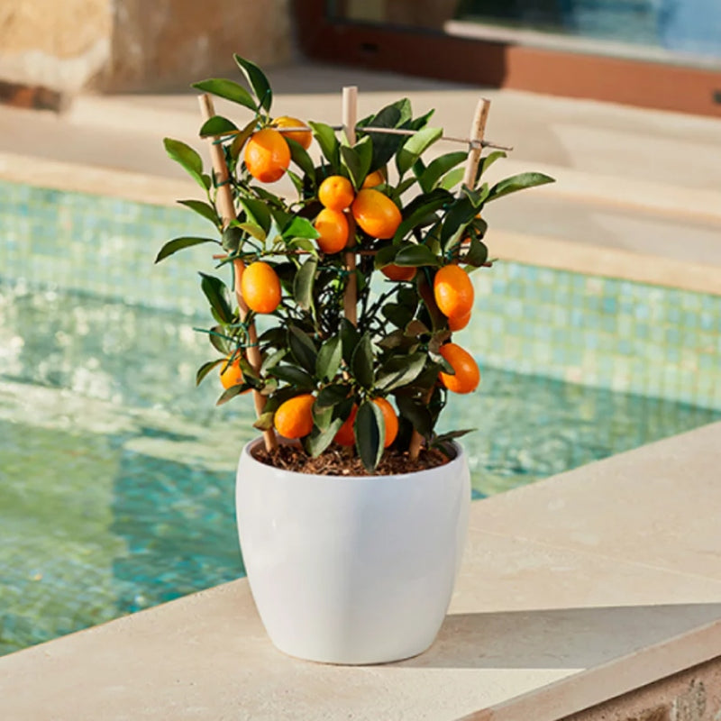 Calamondin-Orange Spalier