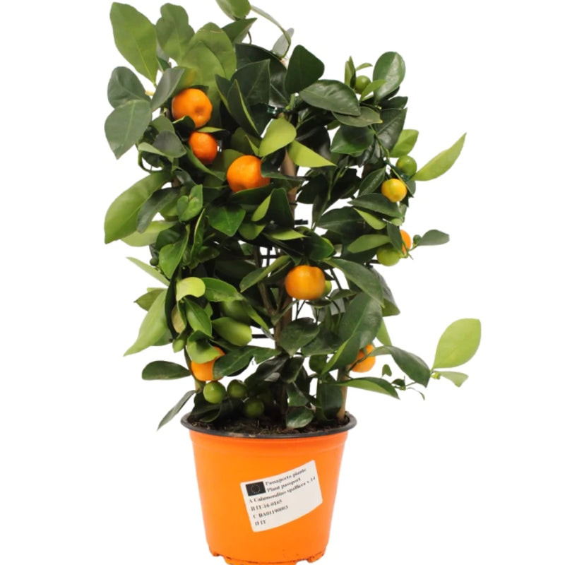 Calamondin-Orange Spalier