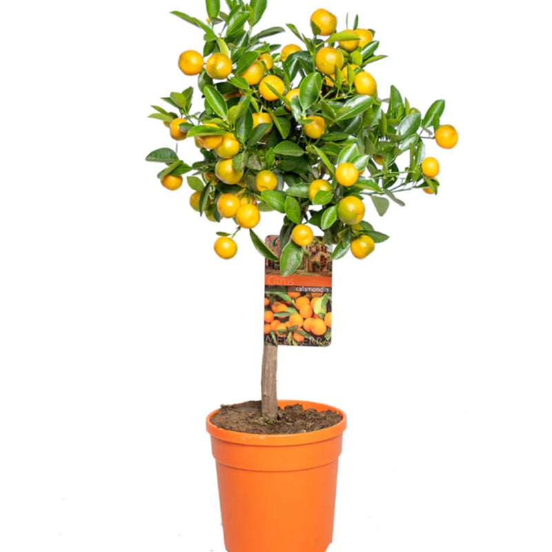 Calamondin-Orange