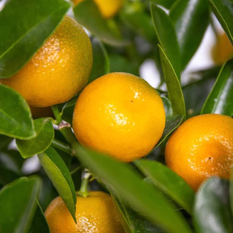 Calamondin-Orange