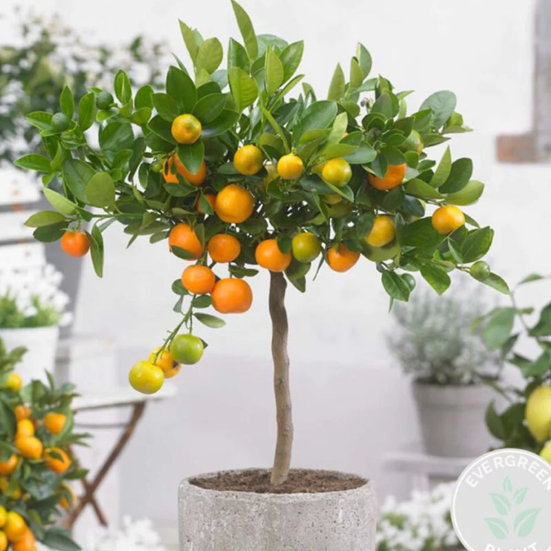 Calamondin-Orange