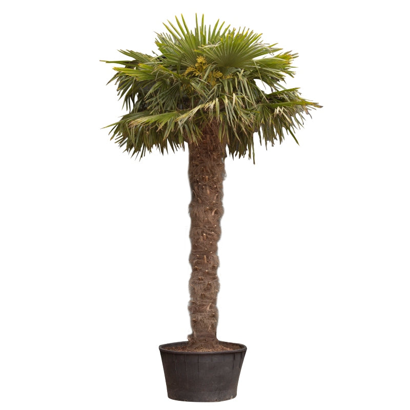 chinesische hanfpalme dünger Chinesische Hanfpalme kaufen | Trachycarpus fortunei