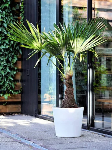 Chinesische Hanfpalme