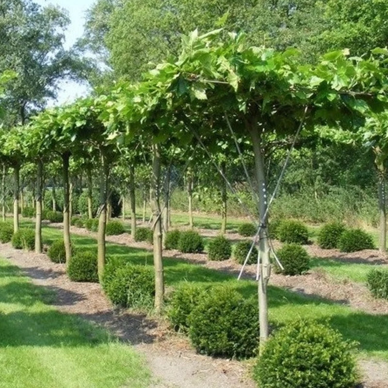 Dachplatane kaufen | Platanus hispanica