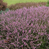 Heidekraut-gewächse