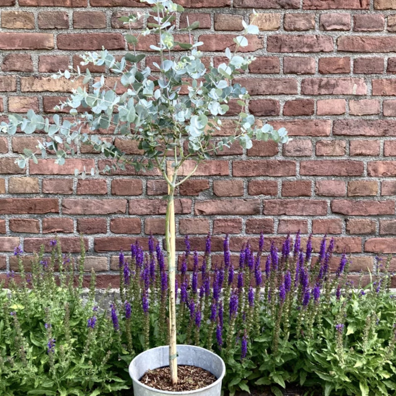 Eukalyptus Stämmchen