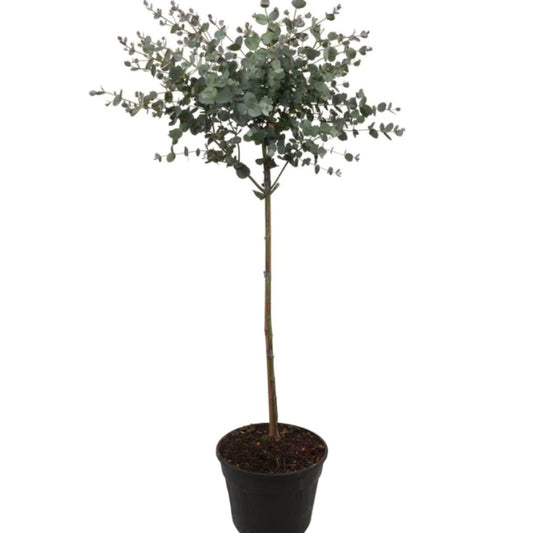 Eukalyptus Stämmchen