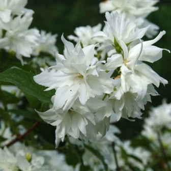 Europäischer Pfeifenstrauch