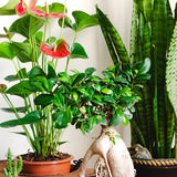 Exotische Zimmerpflanzen