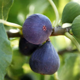 Mediterrane Obstbäume