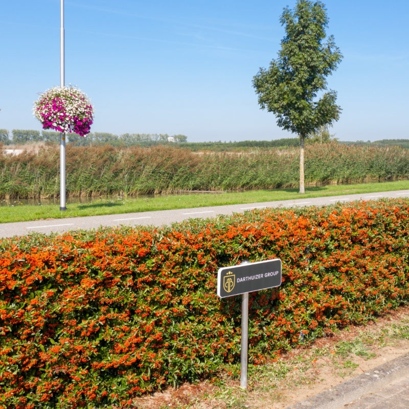 Feuerdorn 'Dart's Red' (Fertighecke)