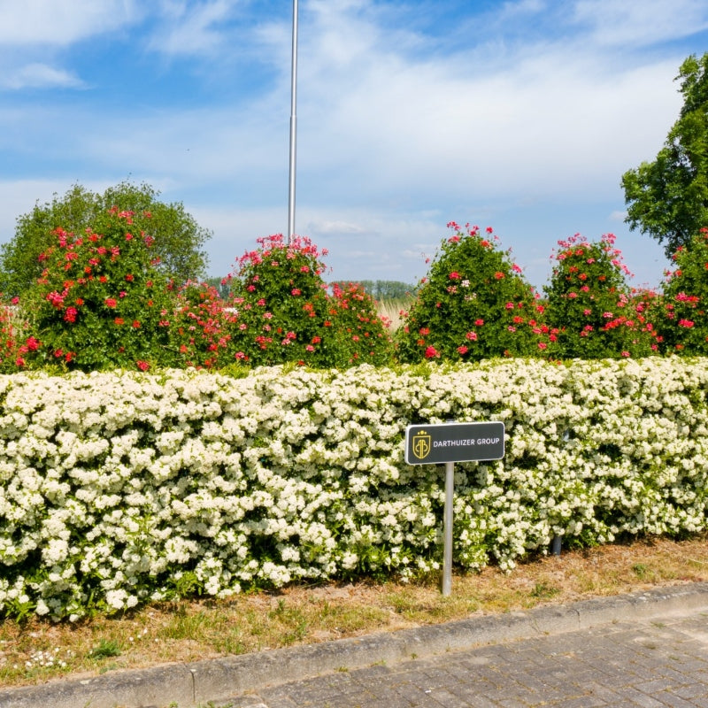 Feuerdorn 'Dart's Red' (Fertighecke)