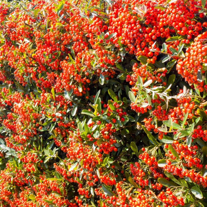 Feuerdorn 'Dart's Red' (Fertighecke)