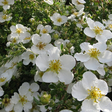 Fingerstrauch 'Abbotswood'