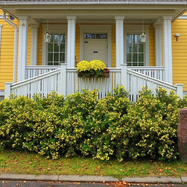 Fingerstrauch 'Kobold'