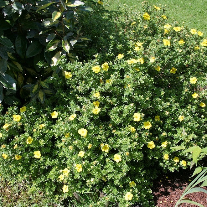 Fingerstrauch 'Kobold'