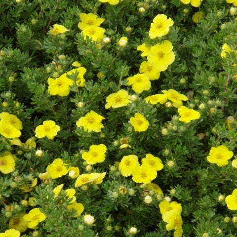 Fingerstrauch 'Kobold'