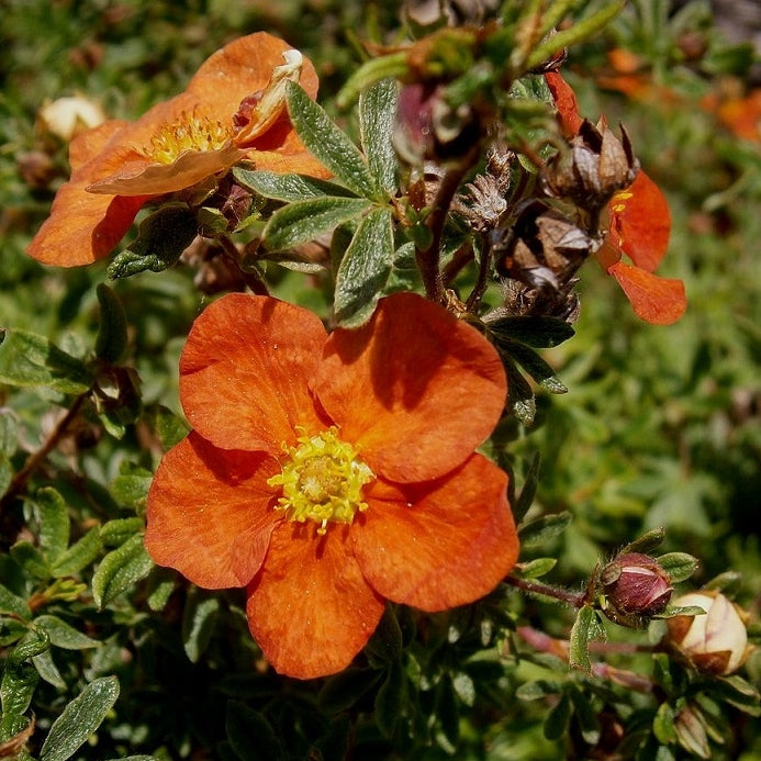Fingerstrauch 'Red Ace'