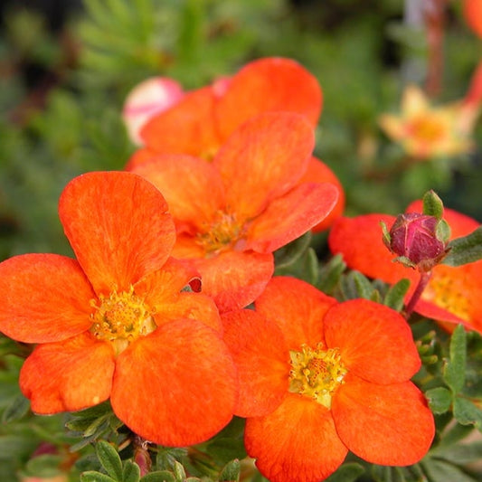 Fingerstrauch 'Red Ace'