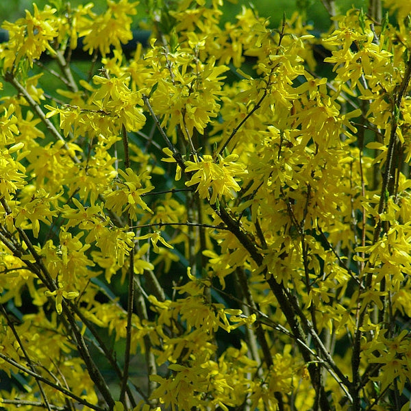 Forsythie 'Spectabilis'