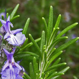 Gartenkräuter
