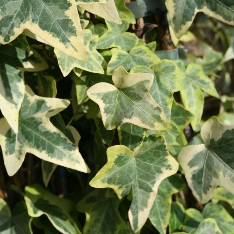Gelbbunter Efeu 'Goldchild' (Fertighecke)