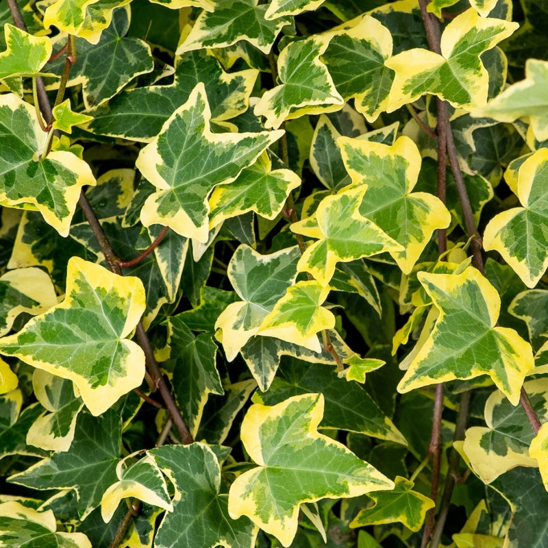 Gelbbunter Efeu 'Goldchild' (Fertighecke)