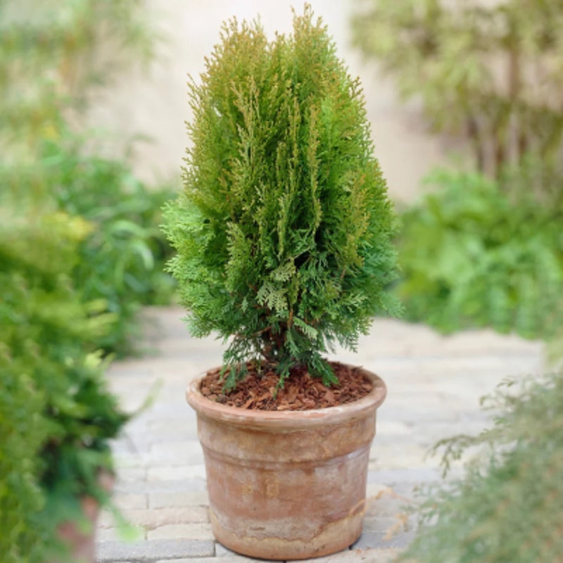 Gelber Zwerg-Lebensbaum kaufen | Thuja orientalis 'Aurea Nana'