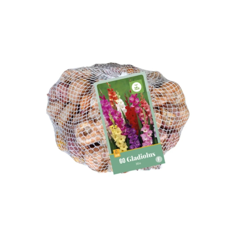 Gladiole Mischung  (Netztasche 60 Stück)
