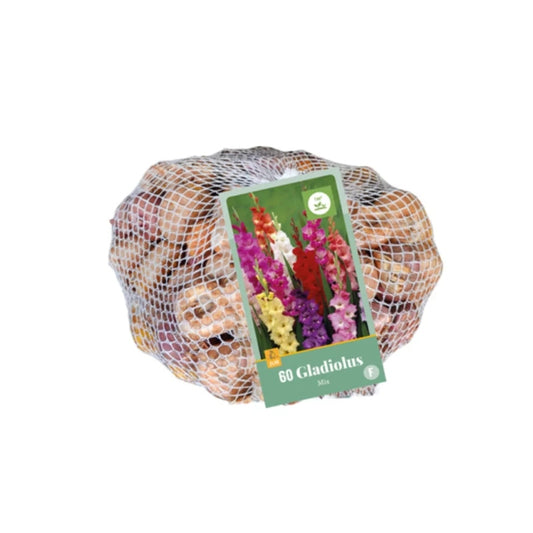 Gladiole Mischung  (Netztasche 60 Stück)