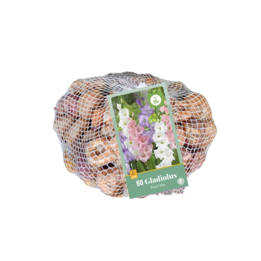 Gladiole Pastel-Mischung  (Netztasche 60 Stück)