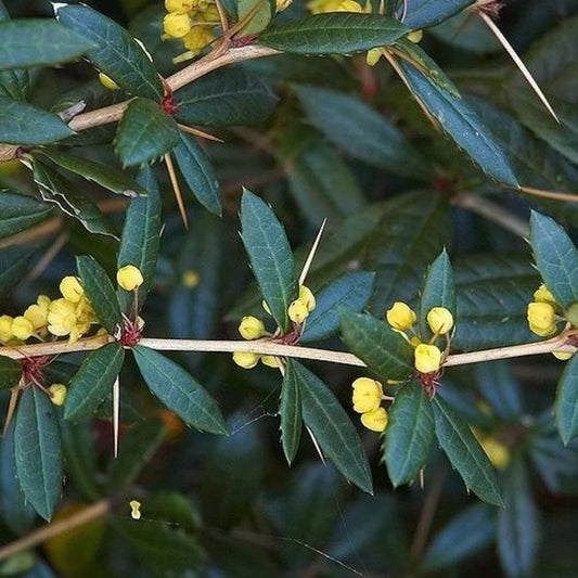Großblättrige Berberitze