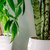 Grüne Zimmerpflanzen