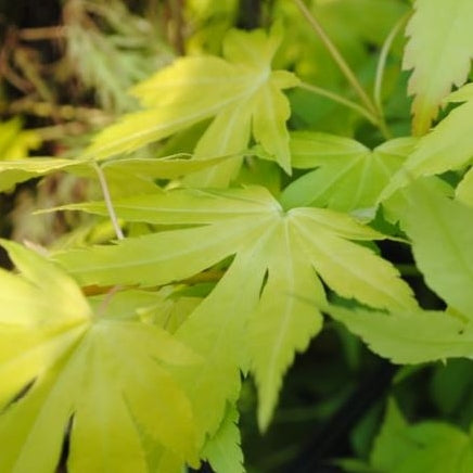 Grüner Schlitzahorn