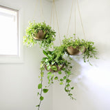 Hängende Zimmerpflanzen