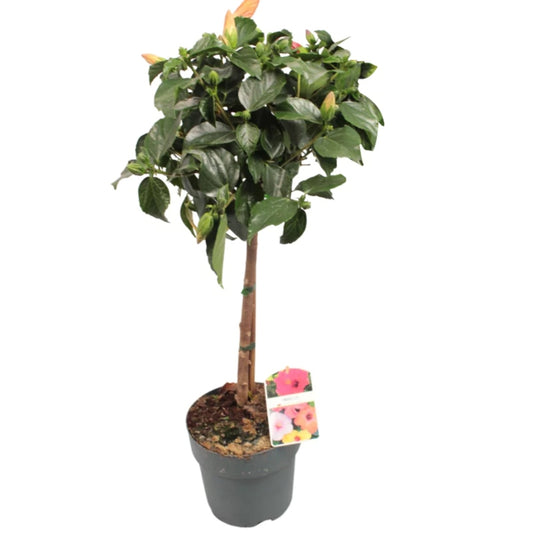 Hibiskus mehrfarbig Stämmchen